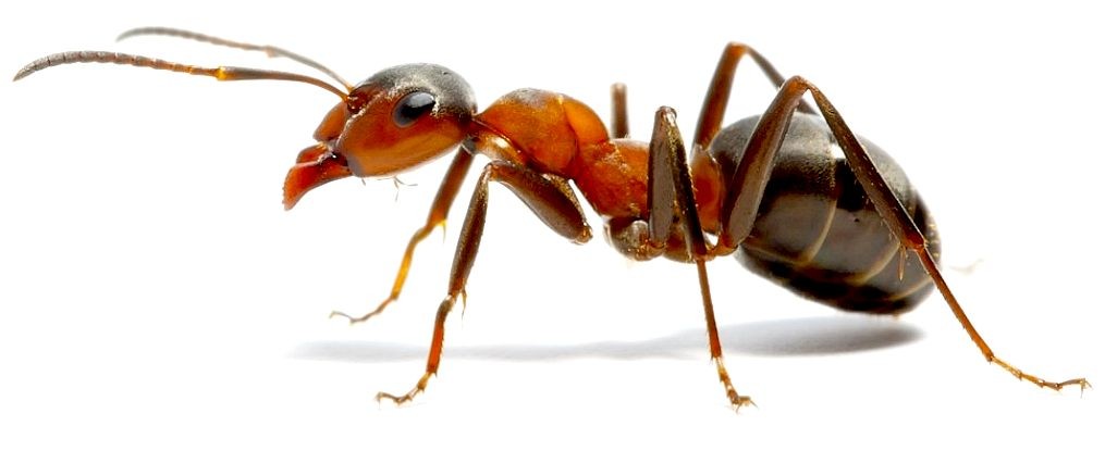 Pest control near me ants